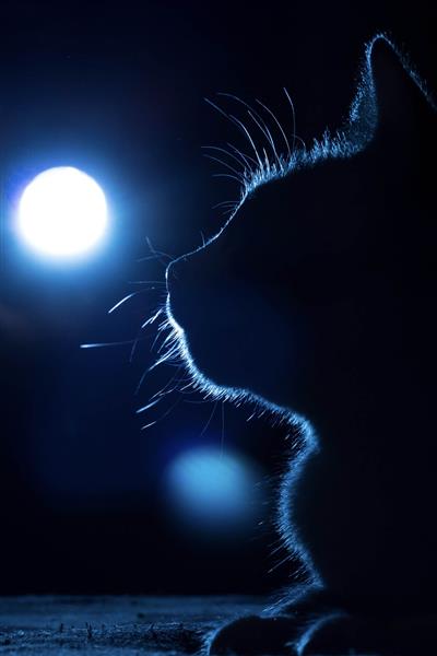 Imagen aleatoria