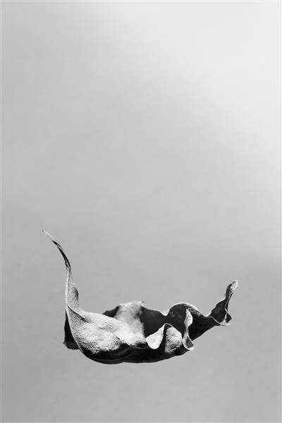 Imagen aleatoria