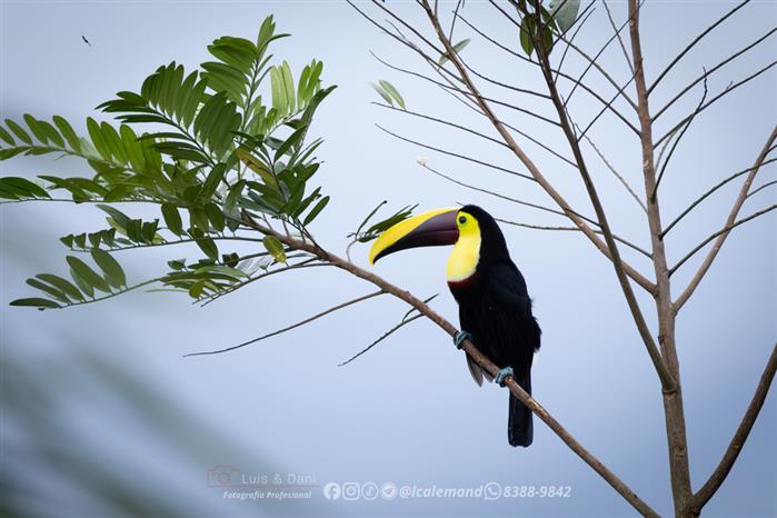 Imagen aleatoria