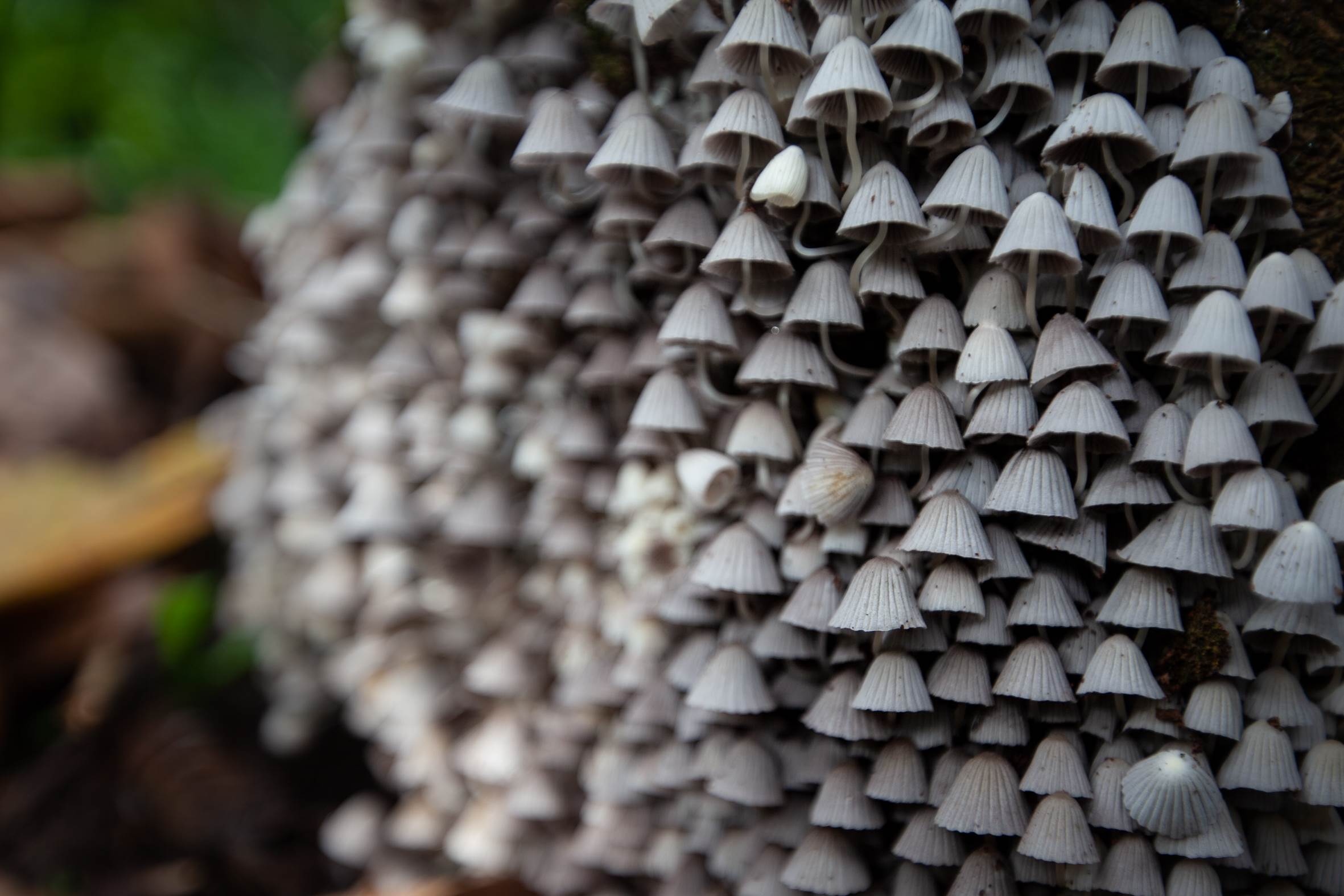 Imagen aleatoria