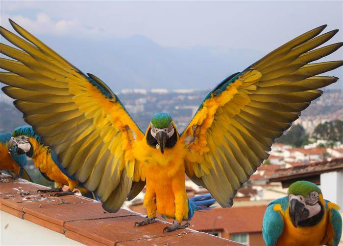 Imagen aleatoria