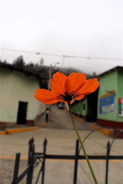 Imagen aleatoria