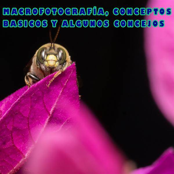 Imagen aleatoria